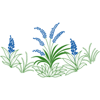 Fernleaf Lavender Flowers