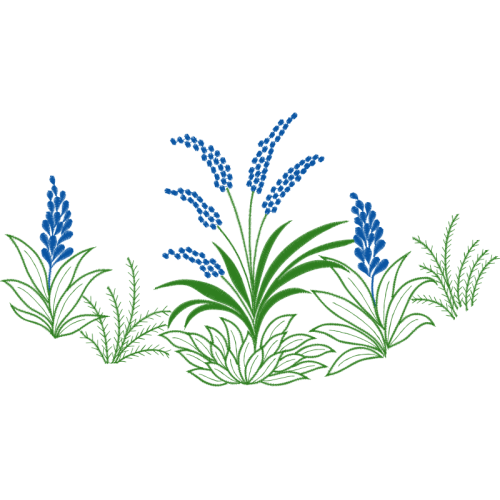 Fernleaf Lavender Flowers Fernleaf Lavender Flowers