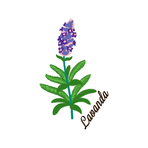 French Lavender Flowers French Lavender Flowers