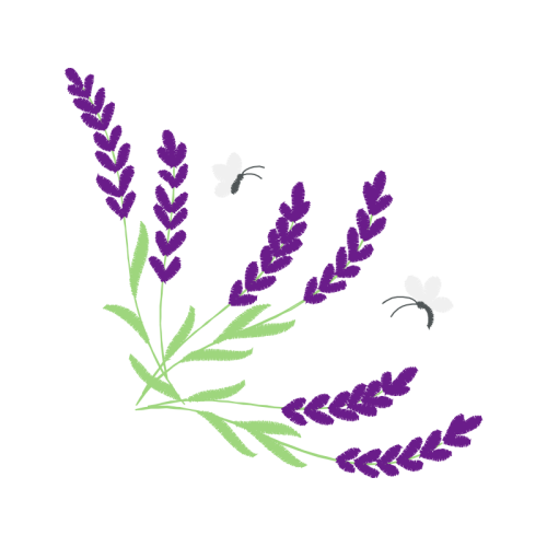French Lavender Flowers French Lavender Flowers