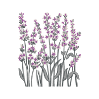 French Lavender Flowers French Lavender Flowers