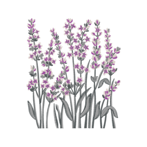 French Lavender Flowers French Lavender Flowers