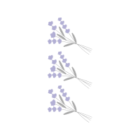 French Lavender Flowers French Lavender Flowers
