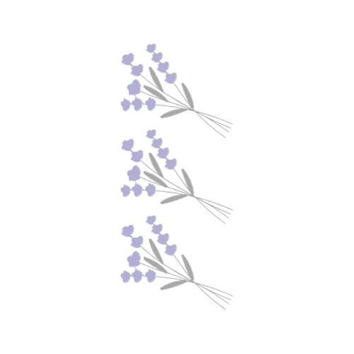 French Lavender Flowers French Lavender Flowers