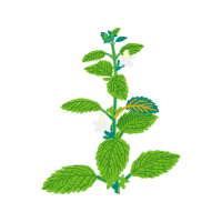 Illustration Flowers Illustration Flowers