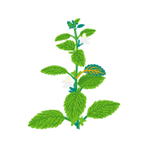 Illustration Flowers Illustration Flowers