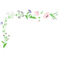 Lavender Flowers Lavender Flowers