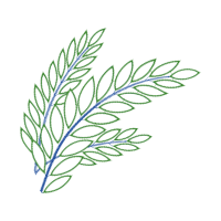 Lavender Flowers Lavender Flowers