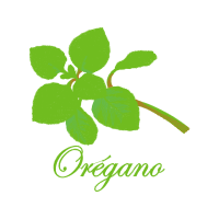 Orquid Rio Parecis Primavera Flowers