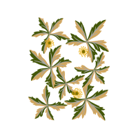 Rosa Glauca Flowers Rosa Glauca Flowers