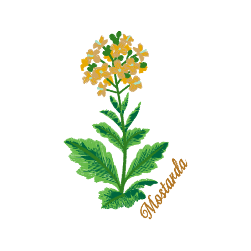 Stonecrops Flowers Stonecrops Flowers