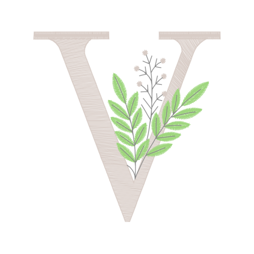 Vervain Flowers Vervain Flowers