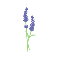Woolly Lavender Flowers