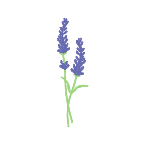 Woolly Lavender Flowers Woolly Lavender Flowers