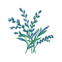 Woolly Lavender Flowers