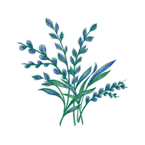 Woolly Lavender Flowers Woolly Lavender Flowers