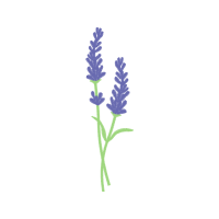 Woolly Lavender Flowers