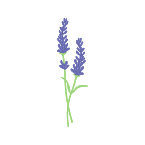 Woolly Lavender Flowers Woolly Lavender Flowers