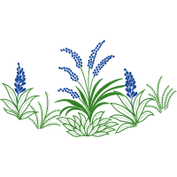 Woolly Lavender Flowers