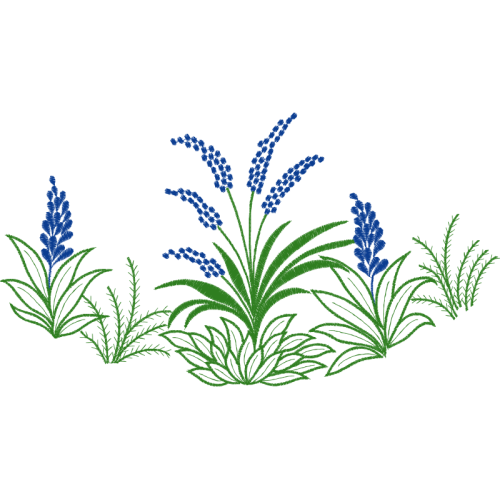 Woolly Lavender Flowers Woolly Lavender Flowers