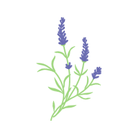 Woolly Lavender Flowers