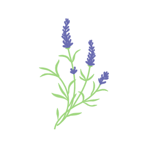 Woolly Lavender Flowers Woolly Lavender Flowers