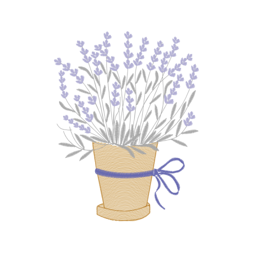 Woolly Lavender Flowers Woolly Lavender Flowers