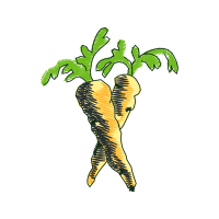 Arracacia Xanthorrhiza Flowers Arracacia Xanthorrhiza Flowers