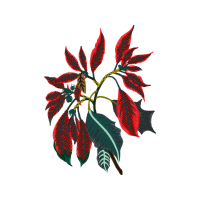 Botanical Illustration Flowers