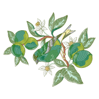 Evergreen Rose Flowers Evergreen Rose Flowers