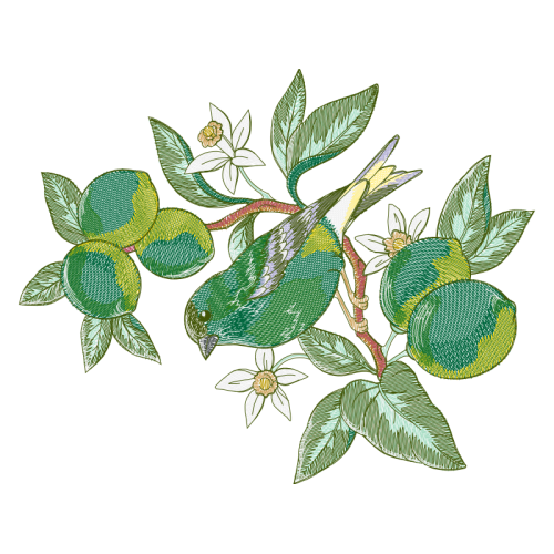 Evergreen Rose Flowers Evergreen Rose Flowers