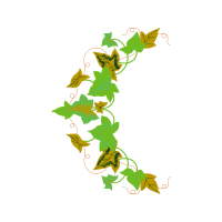 Evergreen Rose Flowers Evergreen Rose Flowers