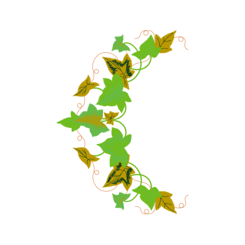 Evergreen Rose Flowers Evergreen Rose Flowers