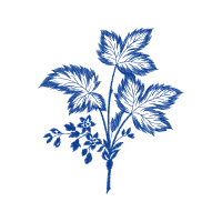 Flower Flowers Flower Flowers