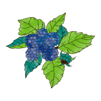 Flower Flowers Flower Flowers