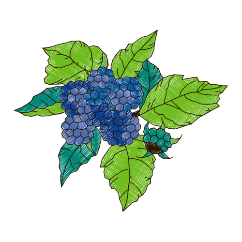 Flower Flowers Flower Flowers