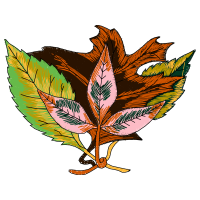 Flower Flowers Flower Flowers