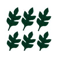 Flower Flowers Flower Flowers