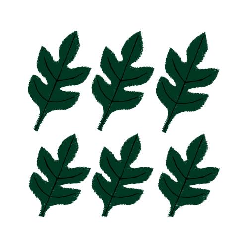 Flower Flowers Flower Flowers