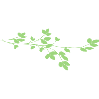 Gambel Oak Flowers Gambel Oak Flowers