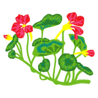 Illustration Flowers