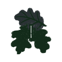 Illustration Flowers