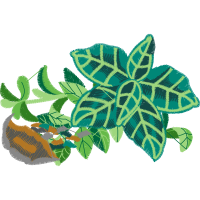 Illustration Flowers