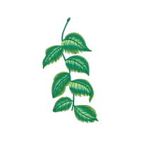 Illustration Flowers