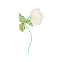 Illustration Flowers