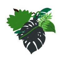 Illustration Flowers