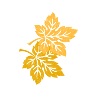 Illustration Flowers