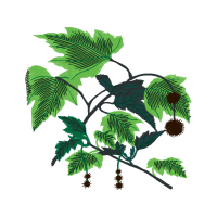 Illustration Flowers