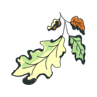 Illustration Flowers