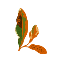 Illustration Flowers